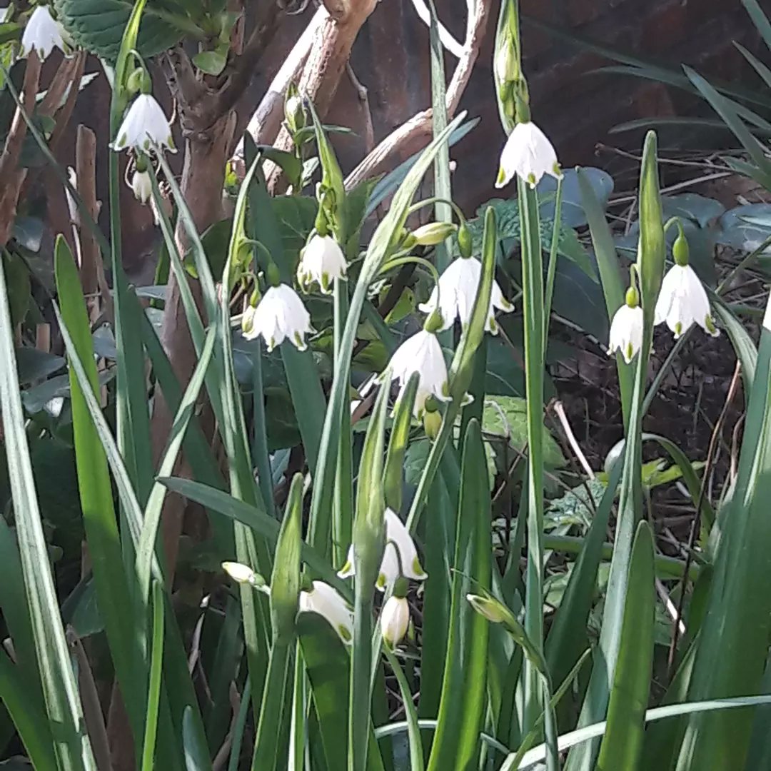 ruudstalman's tweet photo. #spring #flowers https://t.co/Uf9SViFbAz