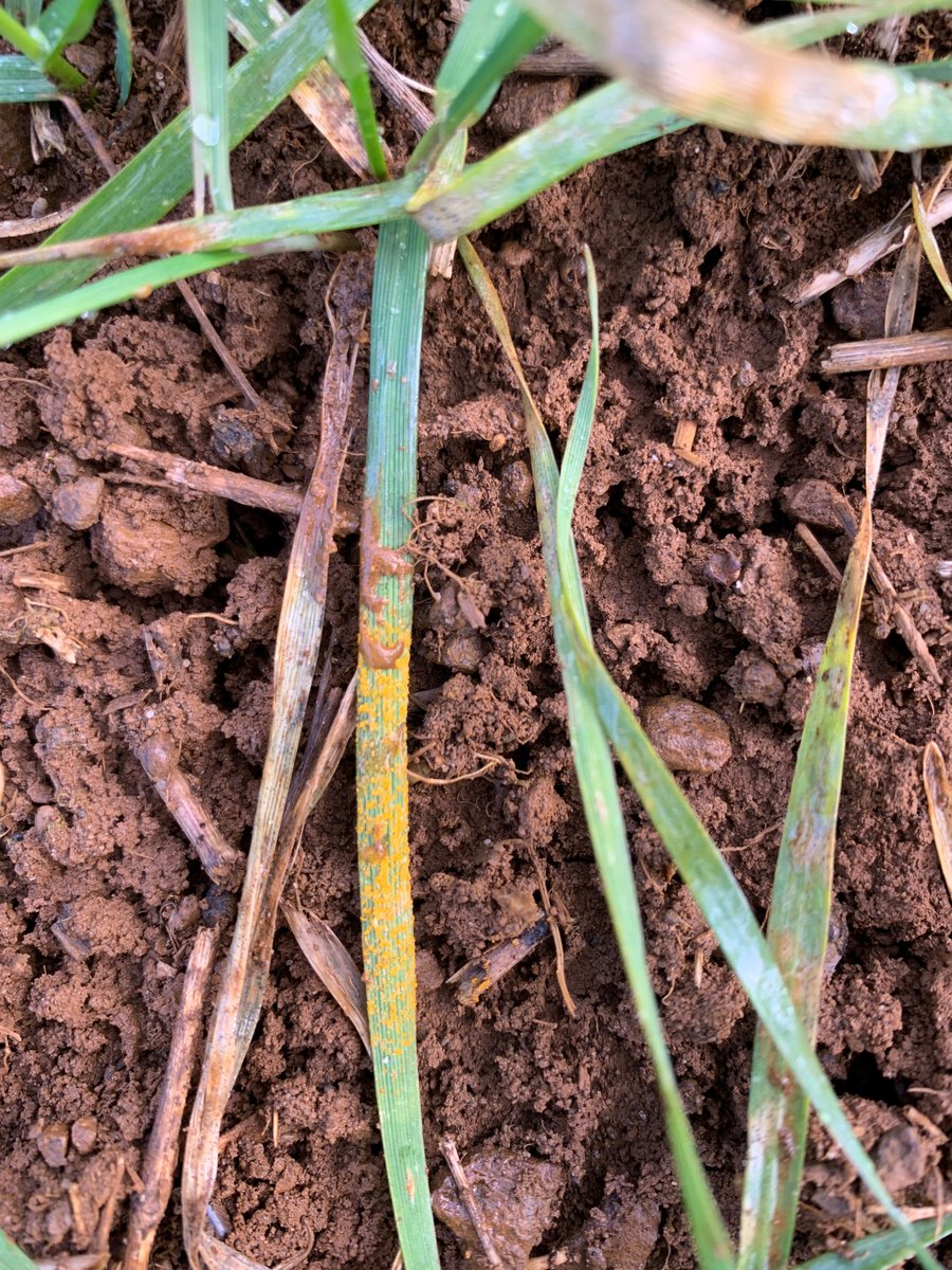 SyngentaUK's tweet image. We’re starting to see Yellow rust across the UK, have you spotted any in your area?  Check out our IMPROVED Rust locator to find out where!  

Discover more: ow.ly/vtvB50Iu2i2
#Yellowrust #Farming #Rustcontrol #Elatusera