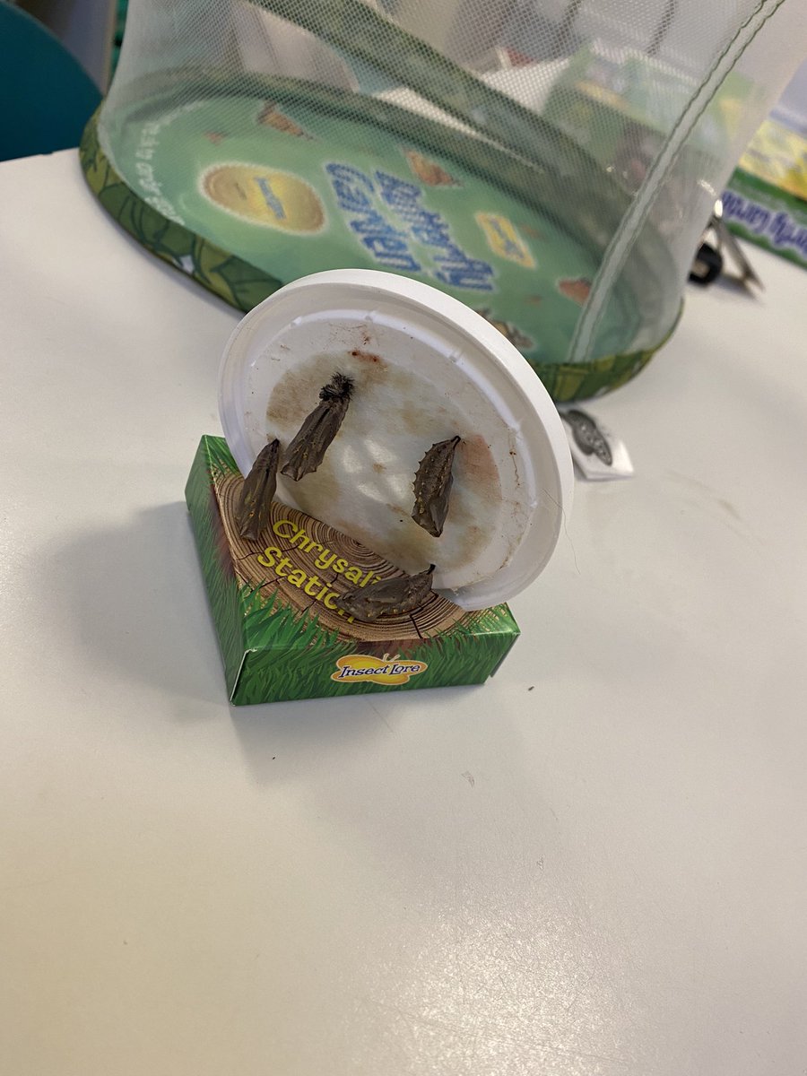 _MissMilner's tweet image. Exciting changes are happening in year one🐛🦋