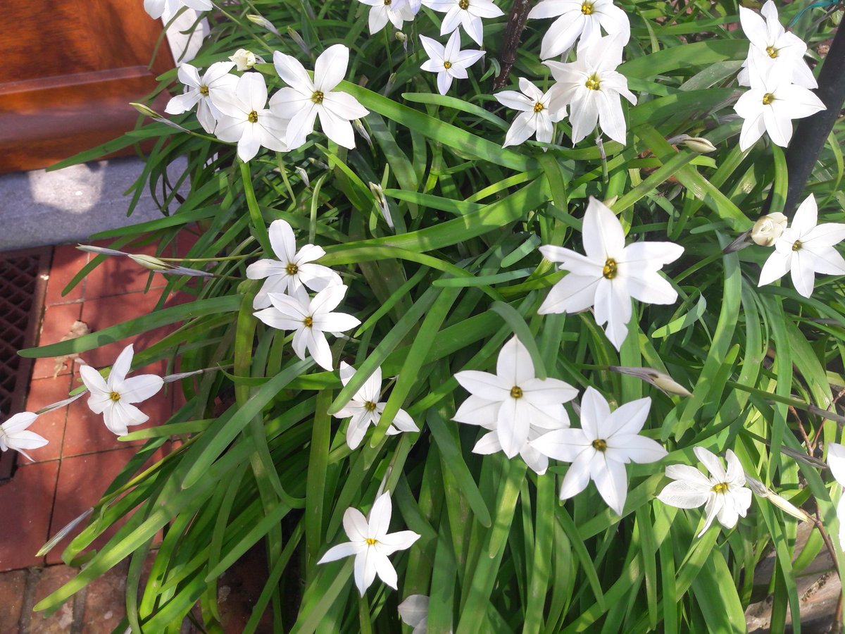 ruudstalman's tweet photo. #Spring #flowers https://t.co/48YkDvXj8C