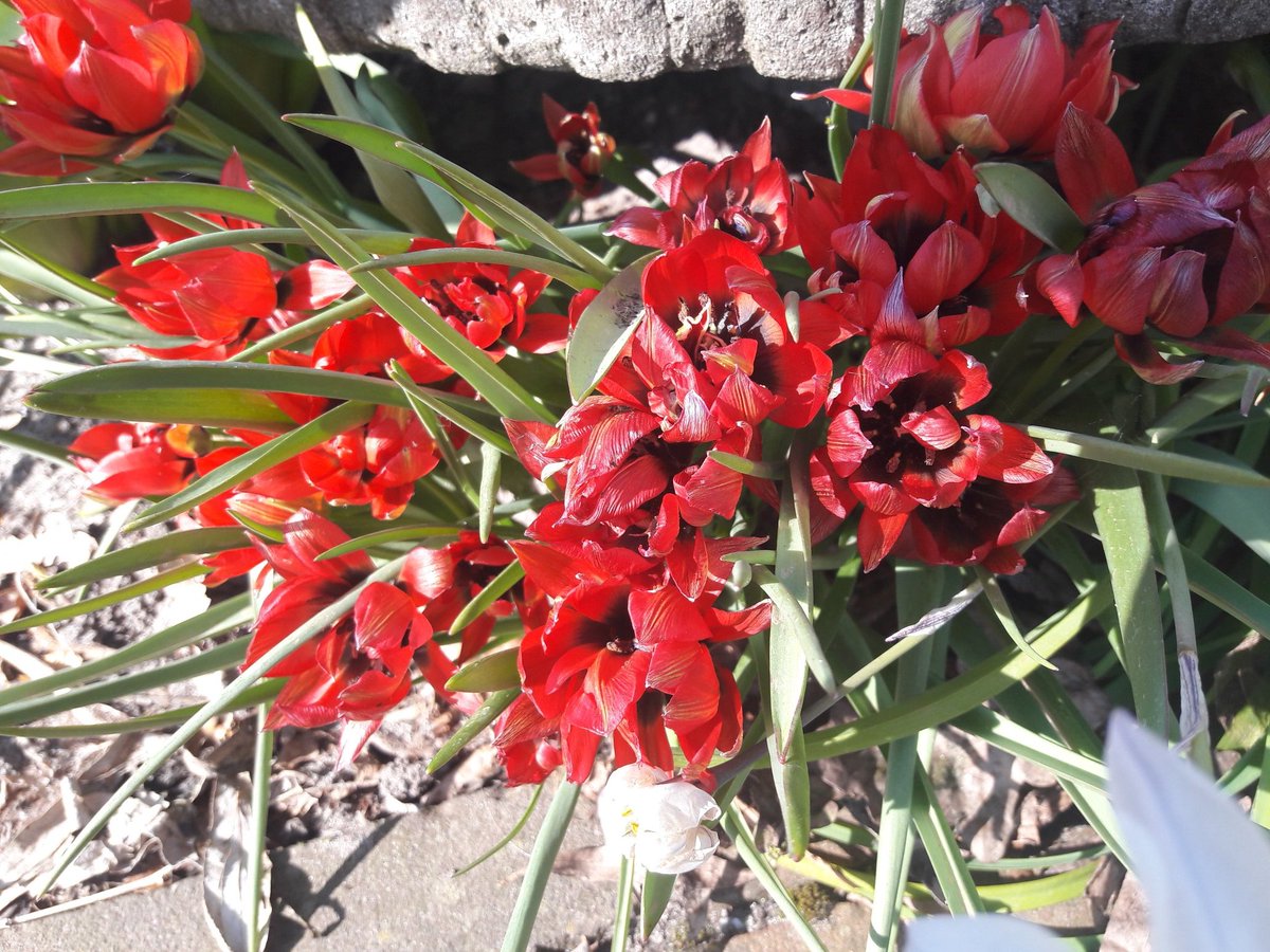 ruudstalman's tweet photo. #Spring #flowers https://t.co/48YkDvXj8C