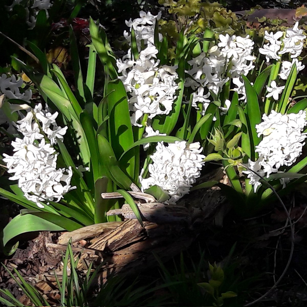 ruudstalman's tweet photo. #Spring #flowers https://t.co/48YkDvXj8C