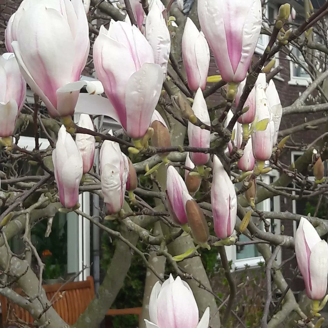 ruudstalman's tweet photo. #Spring #flowers https://t.co/48YkDvXj8C