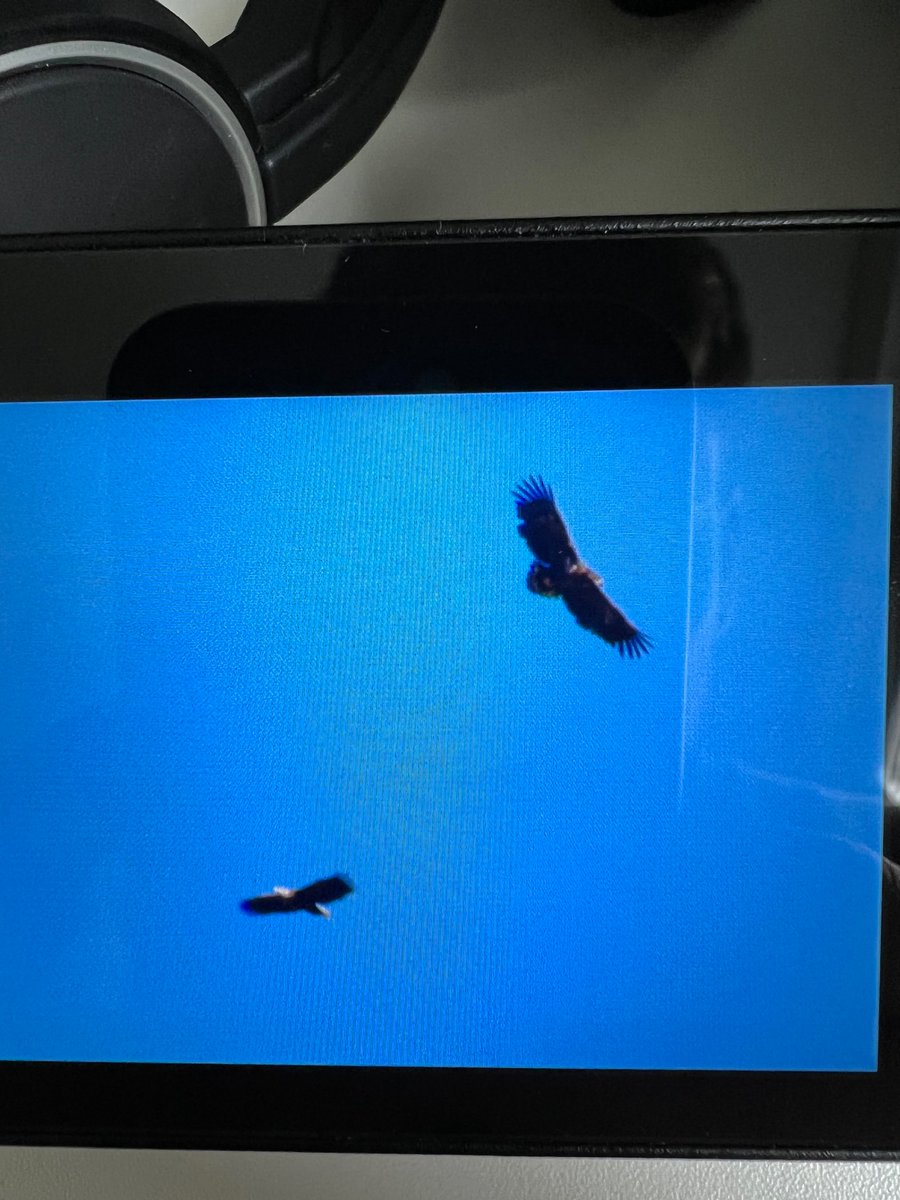 Highlight from Maol Chean-Dearg in Torridon 100% this pair of eagles soaring high above. Can anyone confirm my amateur identification of adult and juvenile Sea/White Tailed, from a photo of my photo? Size = large flying sheep. <a href="/RSPBScotland/">RSPB Scotland</a> <a href="/walkhighlands/">walkhighlands</a>