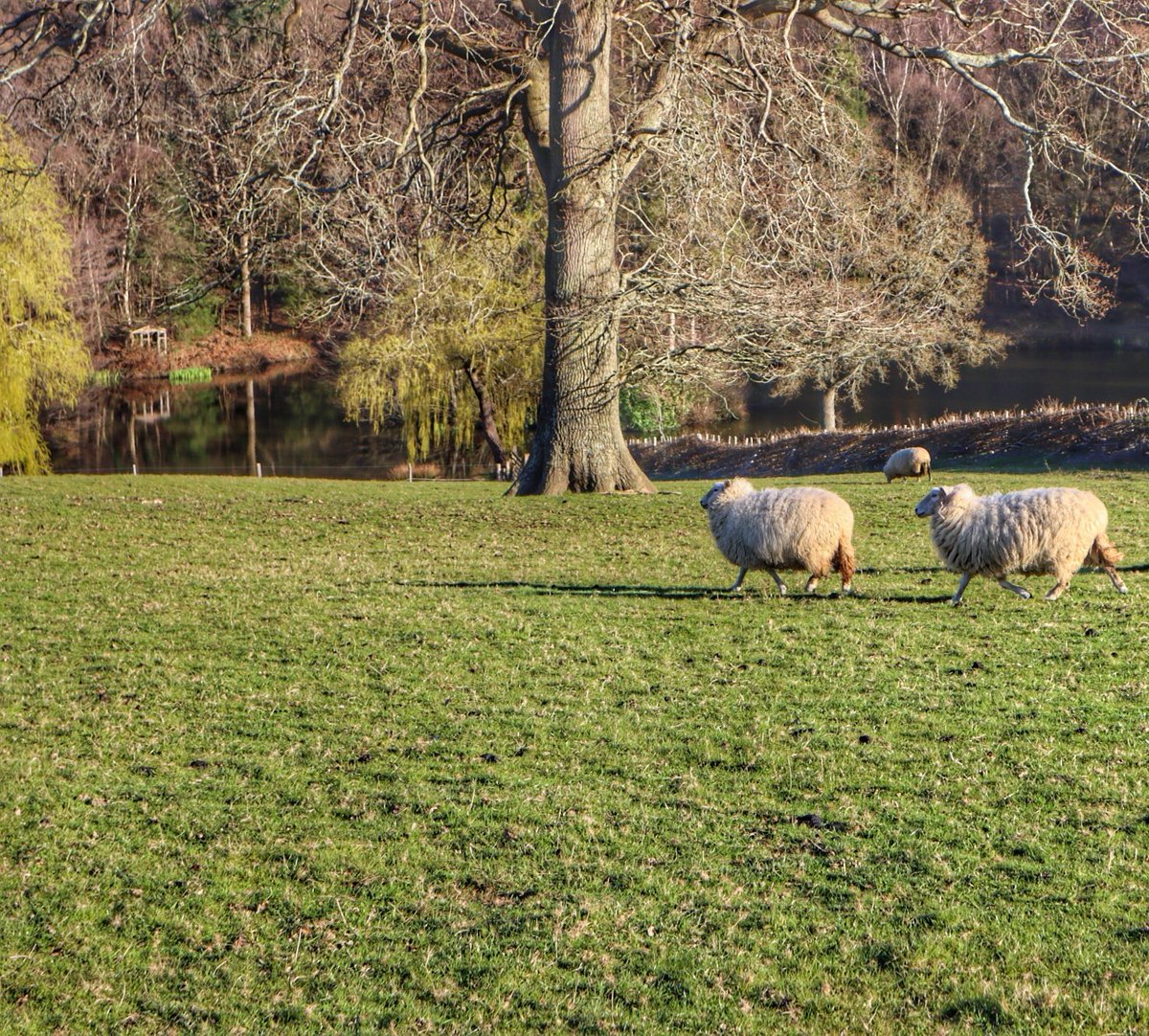 jacobsladderfms's tweet image. Our farm, Colin Godman&apos;s, is one of the small-scale Wealden farms that contributes to the High Weald Area of Outstanding Natural Beauty. We belong to an area of ancient countryside that is one of the best surviving medieval landscapes in Northern Europe.