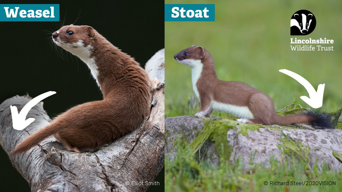 LincsWildlife's tweet photo. Weasels are weasily recognised, stoats are stotally different! 

❓ But how do you tell a weasel from a stoat?

One easy difference to look out for is the tail. Weasels tails are shorter and stoats tails have a black tip. 🔎 https://t.co/ORjqT1nXQC