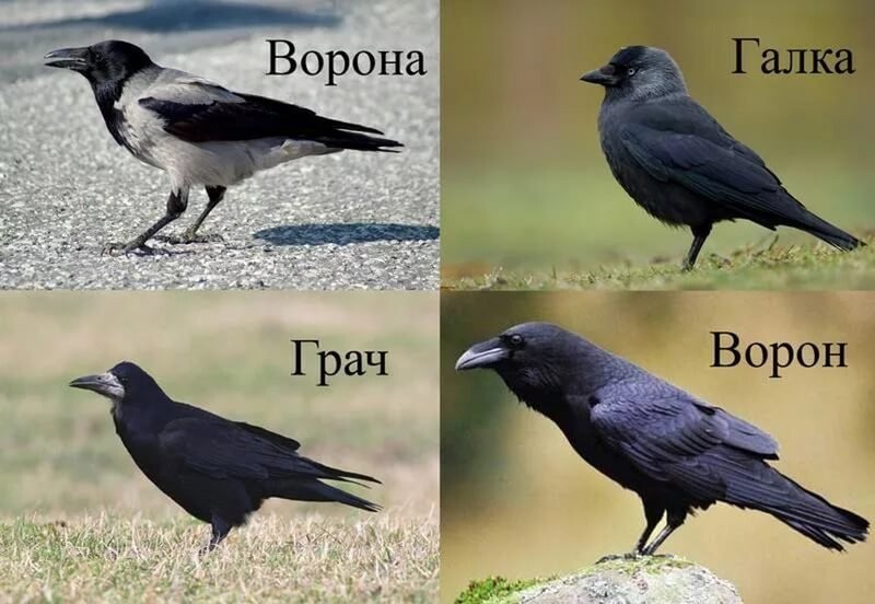 Не путайте пожалуйста 😱😂😂😂
