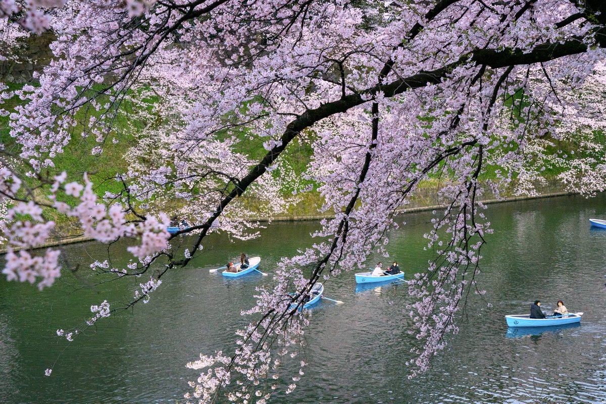 YamashitaPhoto's tweet image. Cherry blossoms began blooming in Tokyo last Sunday, four days earlier than the average year, according to Japan’s Meteorological Agency. In 2020 and 2021, cherry trees started flowering on March 14, the earliest date on record since 1953. 1/3 #sakura #tokyospring #cherryblossoms