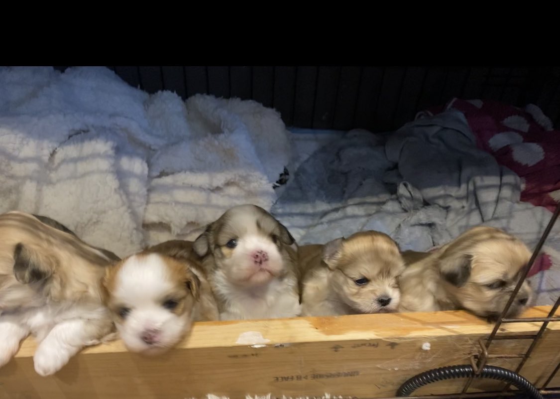 amanda1roy's tweet photo. When you want to keep all 5 #lhasaapso https://t.co/8hK67yhhkY