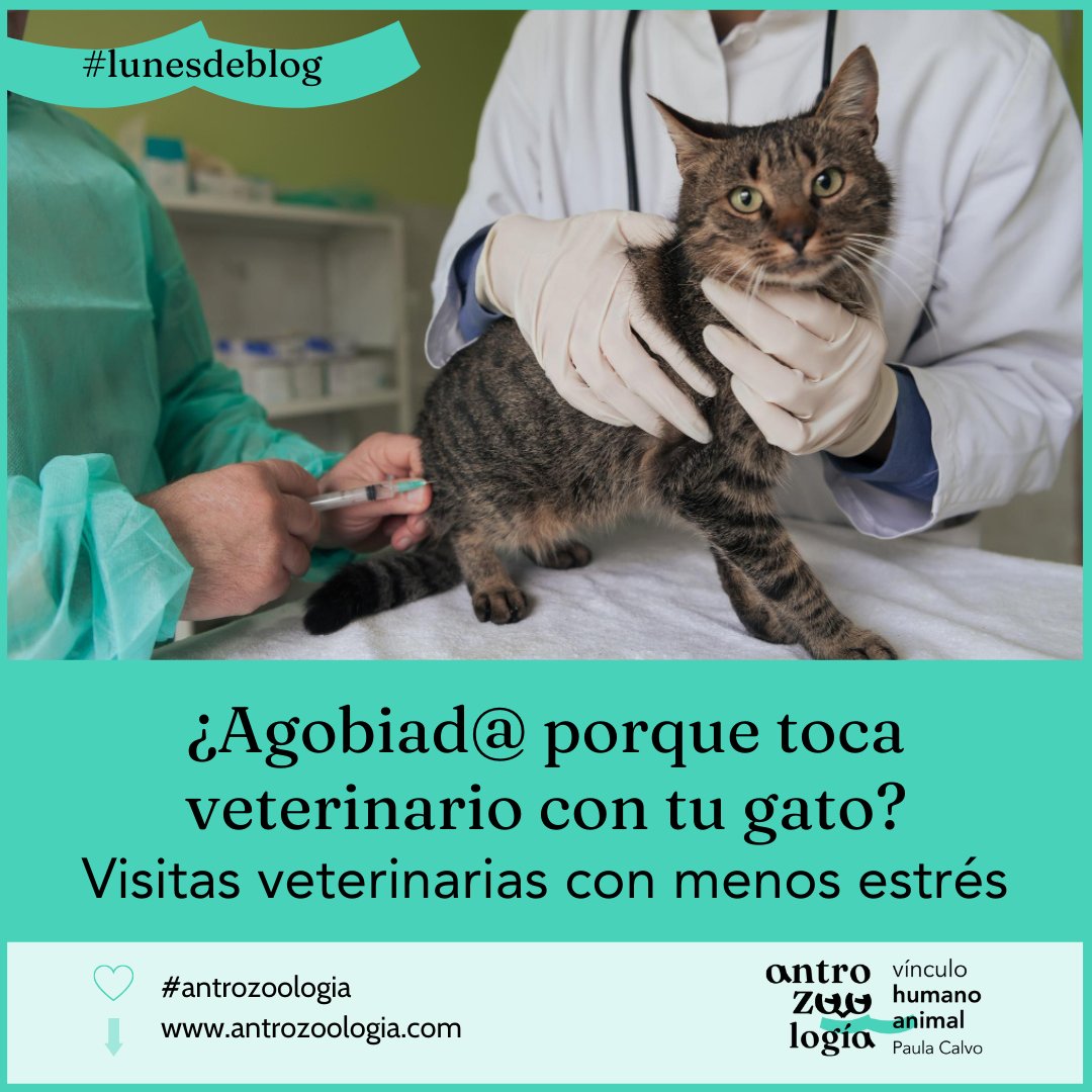 Dra_Paula_Calvo's tweet photo. 📣#lunesdeblog📣

🐾 Para los animales de compañía ir al veterinario no resulta muy agradable, no obstante, debemos llevarlos para evaluar su estado de salud, así como realizar exámenes veterinarios para poder eliminar cualquier problema antes de que empeore o se vuelva crónico. https://t.co/KGctQT6ukJ