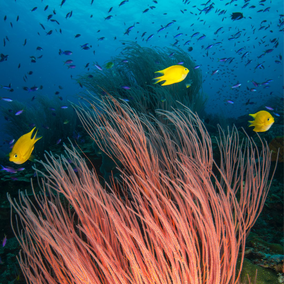 Coral Reef Alliance tweet media