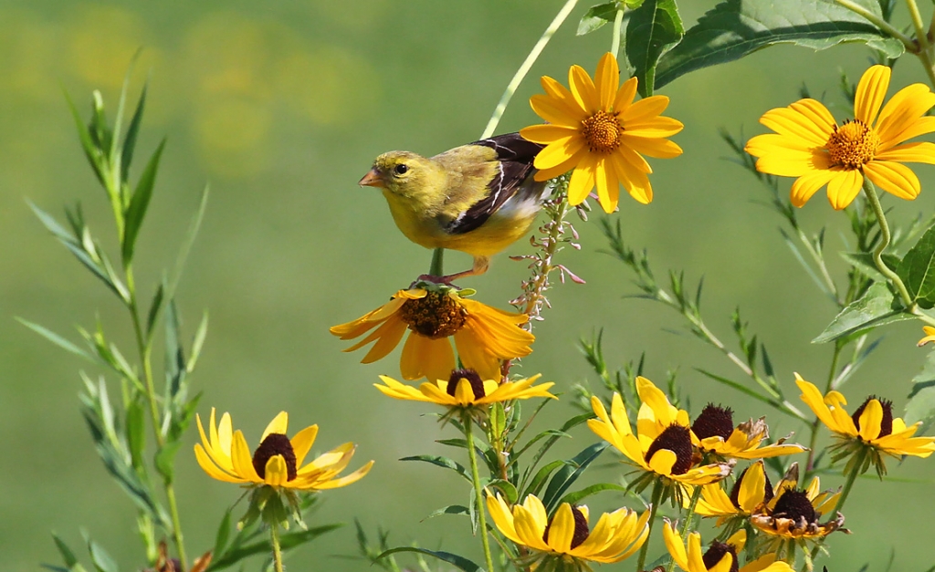 As you are getting prepared for your spring planting, please consider GOING NATIVE!🌼
As shown by the <a href="/WDNR/">Wisconsin DNR</a>, Native Plants support the entire food web by providing food for insects, birds, bats, small mammals &amp; other wildlife. 
tinyurl.com/DNRgoingNATIVE