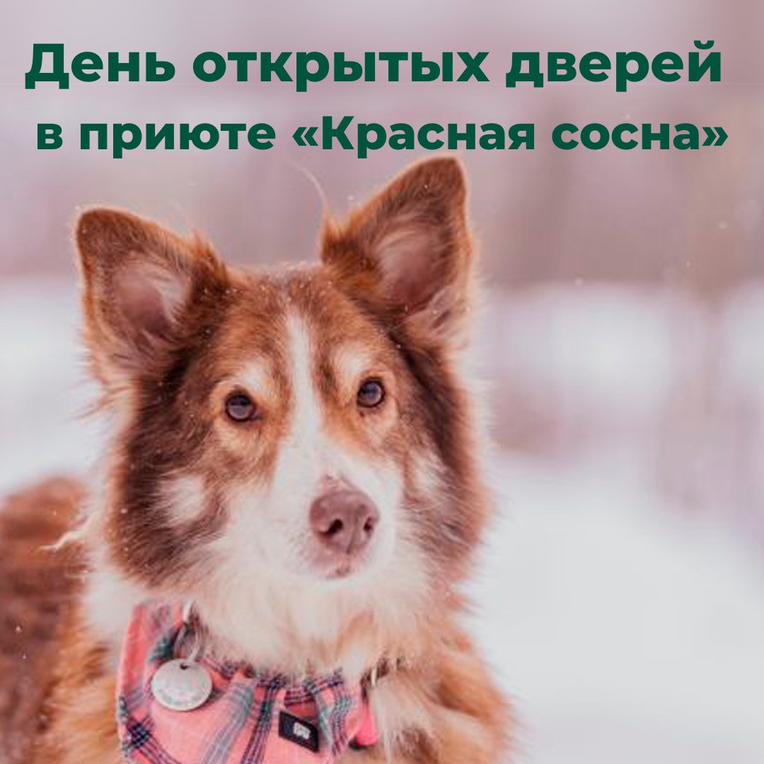 2 апреля приходите на день открытых дверей в приюте для собак «Красная cосна» 🐾
Мы привезём продукты из нашего zero waste магазина – до 20% вырученных средств пойдёт в фонд приюта. Также вы сможете принести своё вторсырьё, собираем по нашему списку: bit.ly/3wRaY1I.