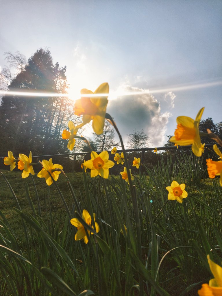 Sun shining through the daffodils 
@BBCSpringwatch 
@ChrisPage90 
@itvweather 
@ITVCentral 
@SophiaWeather