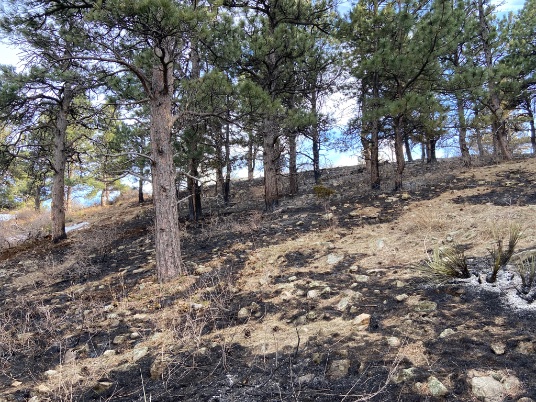 It’s clear that lots of thinning and fuels management ahead of the #ncarfire gave firefighters plenty of opportunities for suppression and helped make the fire provide benefits to the forest, mitigating future wildfire risk. Check out that mosaic pattern - looks good!