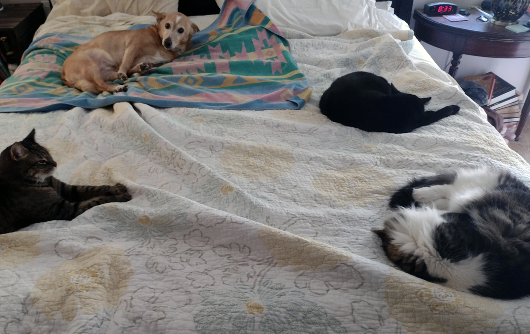 I had every intention of making my bed this morning. #DogsAndCatsLivingTogether