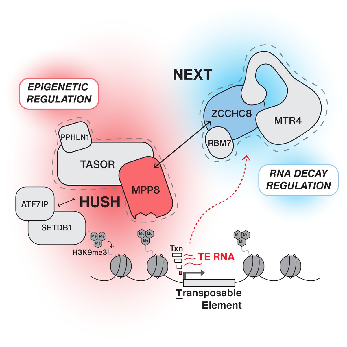 Very happy to finally share our work unravelling a physical and functional connection between RNA decay machinery and the HUSH complex to restrict transposable element RNA expression 🙌