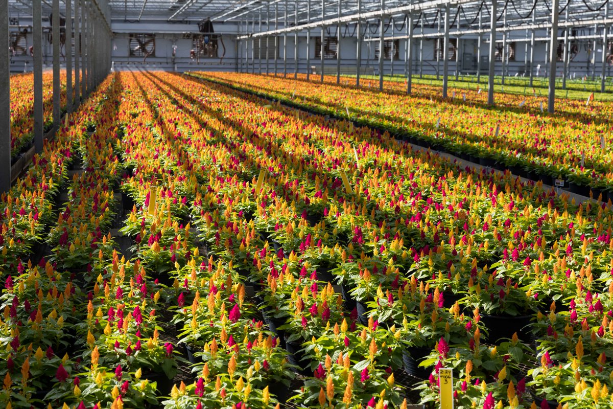 Add a pop of color to your containers or flower beds with these bold, unique celosia. #getoutandgrow #aroundthegreenhouse