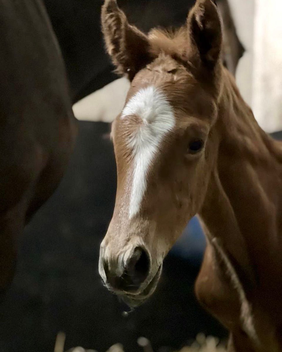 HarasOmbreville's tweet photo. 🌈𝗔𝗡𝗢𝗧𝗛𝗘𝗥 𝗗𝗔𝗬, 𝗔𝗡𝗢𝗧𝗛𝗘𝗥 𝗕𝗢𝗬🌈

🔹Welcome to Baby 𝟮𝟰 : a smashing colt by @coolmorestud 𝙎𝙊𝙏𝙏𝙎𝘼𝙎𝙎 out of a mare by SAMUM

⚡️𝙎𝙩𝙖𝙡𝙡𝙞𝙤𝙣 𝟮𝟬𝟮𝟮 : @sumbe_fr 𝘿𝙀 𝙏𝙍𝙀𝙑𝙄𝙇𝙇𝙀⚡️

@Jour_de_Galop 
@bloodstocknews 
@SaracenTB 
@rpbloodstock https://t.co/F72NvzLTs8