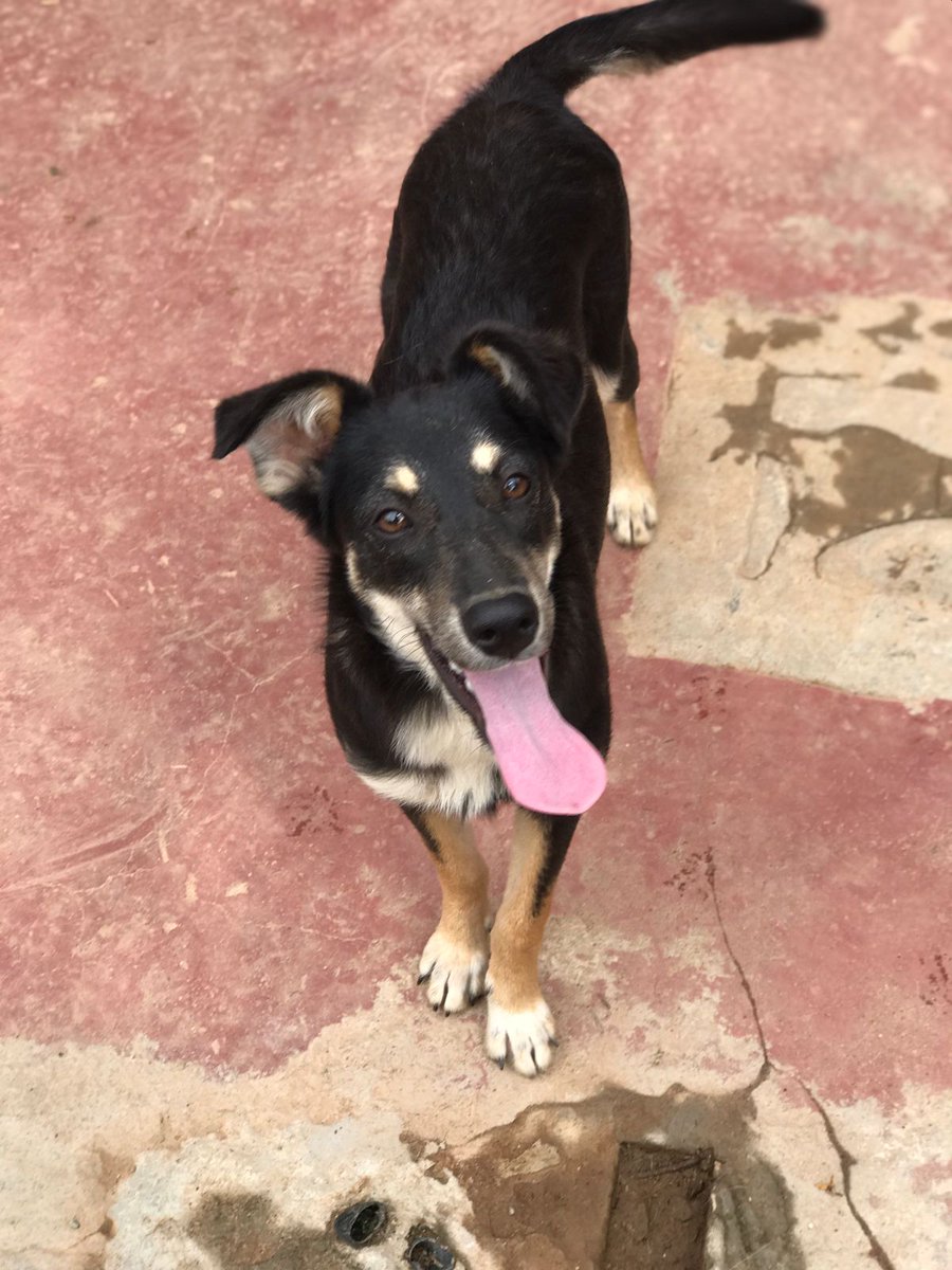 caogonhal's tweet photo. Congonhal/MG
Essa lindinha é a Diana, uma cachorrinha de cerca de 6 meses que está em busca de um lar. Será doada castrada e vacinada.
Interessados em adotá-la devem entrar em contato via whatsapp (35) 99192-1673.
NÃO COMPRE ANIMAIS. ADOTE! https://t.co/lhMrm1T5mr