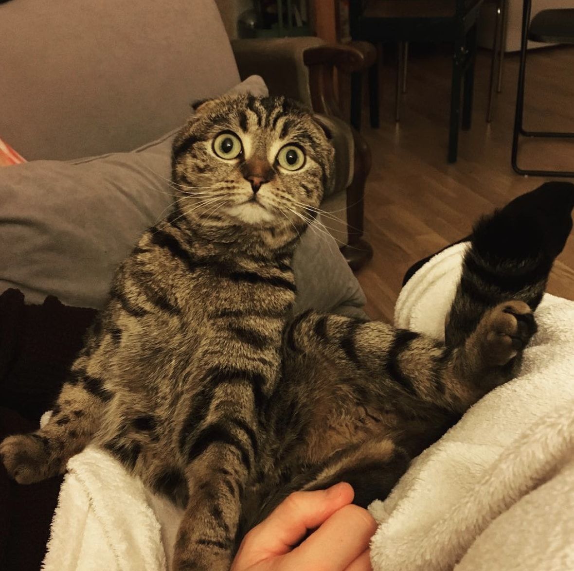 AlexInho_1380's tweet photo. le chat d'Axel quand on lui a dis:  "Tu va vivre avec 20 chiens" #MariesAu1erRegard https://t.co/hnUABrVEwh
