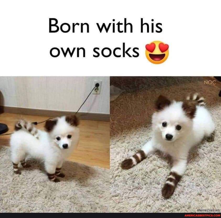 Spike19621's tweet image. How cute is he 🤗🤗🐶