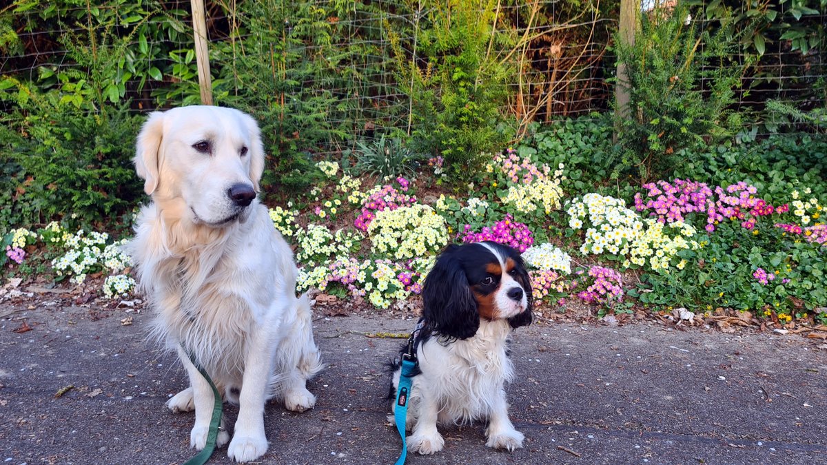 Golden Retriever und Cavalier King Charles in der Frühlingsabendsonne vor einem Beet mit bunten Primeln