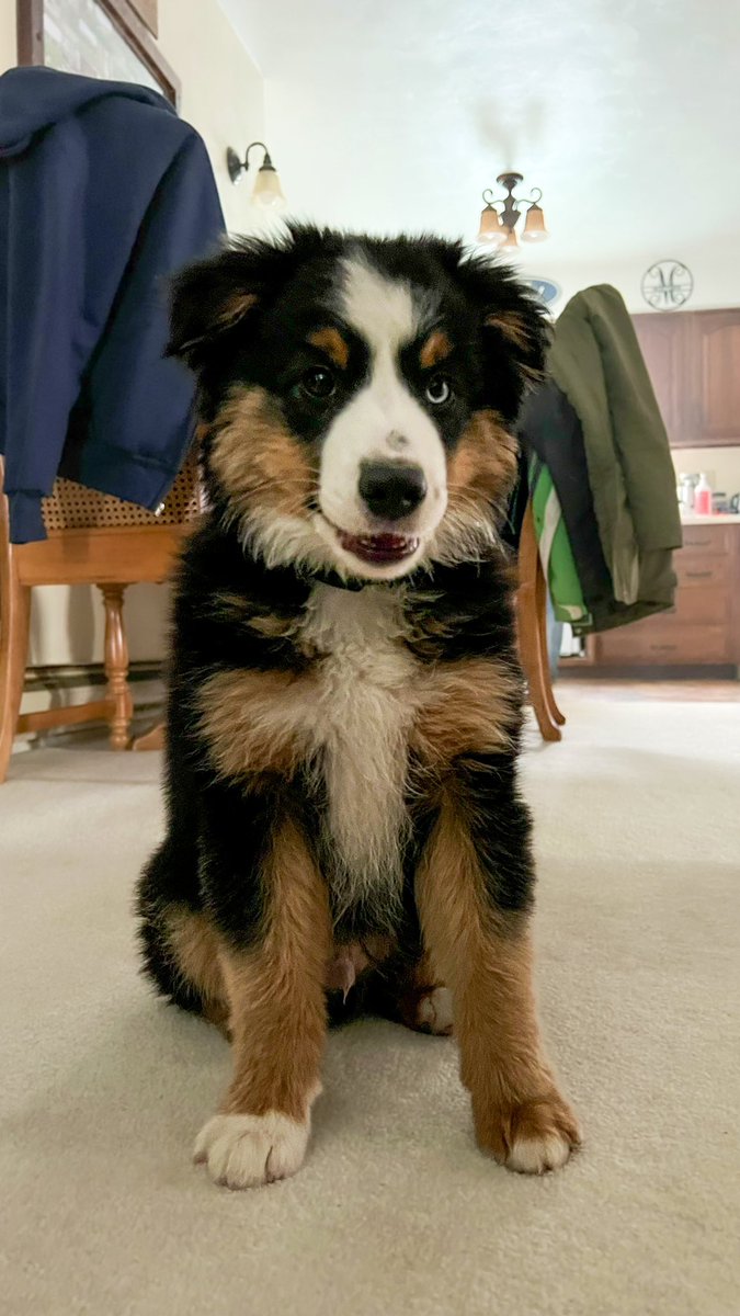 Handsome boy!
#baby #dogsoftwitter #DAO #doglovers #dogsontwitter #twitterdogcommunity #aussiesoftwitter #puppylove