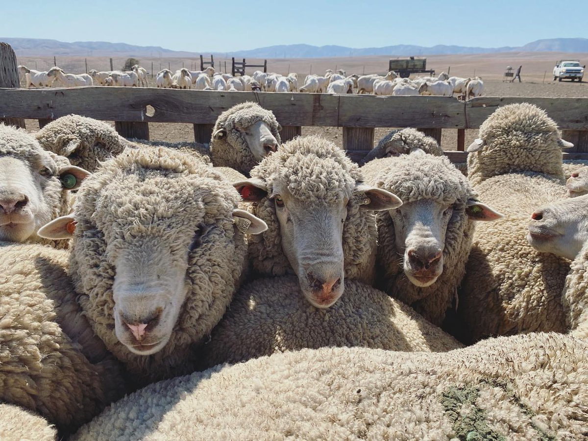 HereIsOregon's tweet photo. Olympic pride knit with sustainably produced Oregon wool. @ShanikoWool supplies American designers such as @RalphLauren for winter fashion and #TeamUSA uniforms. https://t.co/GHzzhMEioy 

#ad
#HereisOregon 
#madewithshaniko
#americanwool 
#sheep 
#lambing
#targetedgrazing 
#wool https://t.co/ZVrSM3UHZQ