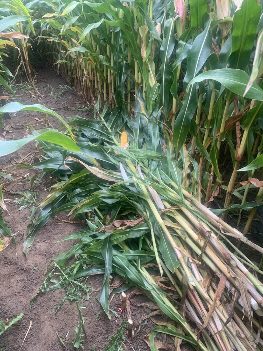 agronomygeek's tweet photo. Trial cuts #onfarmdata awesome to see great #staygreen with lower populations and maximising starch levels in grain. #corsonmaize #farmersfirst https://t.co/aFK5TUhjgp