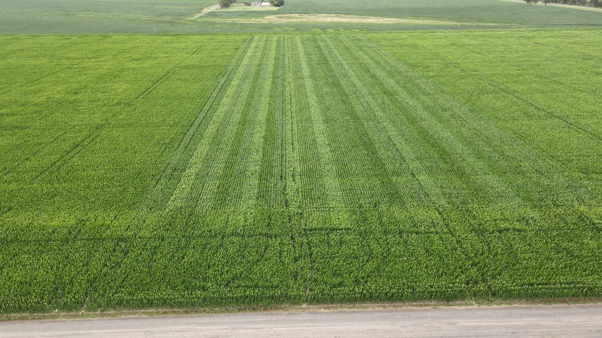 DiegoPinero10's tweet photo. @joacolascombes Trabajar en Ensayos a partir del procesamiento de imágenes con Dron y Computer Vision, Detectar Malezas y realizar Conteo de Plantas. IA + Drone + @Vistaguay https://t.co/fVOhIc1ZKM