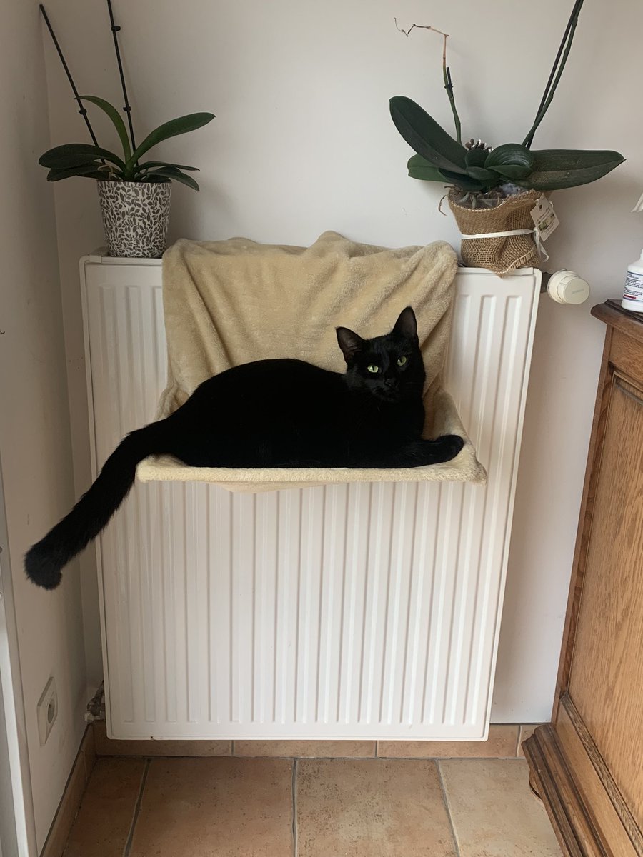 et_ridi's tweet photo. Bonssouar lé zami ! Zallez bien ? Ke maine cé foutu de moi sur cette photo kelle dit j’ai la queue siper longue kom un rat nomého 😾🙀 https://t.co/iMoaCehBvm