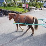 いくしーでっど(Lostアダマンチウム)のツイート画像