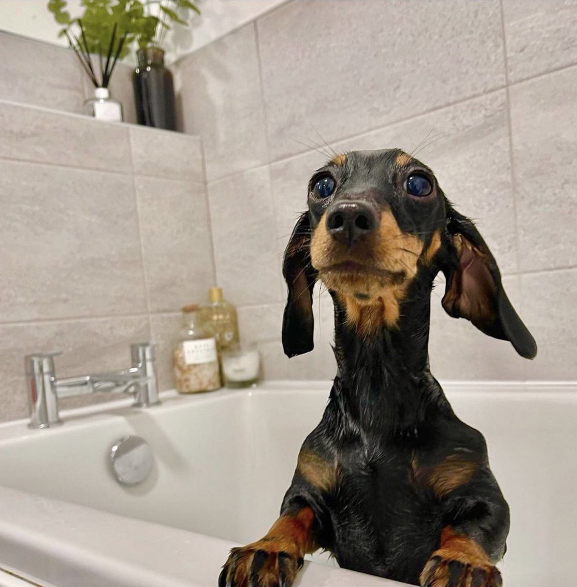 JenShepx's tweet image. #PLTpet @OfficialPLT Pick me, Pick me