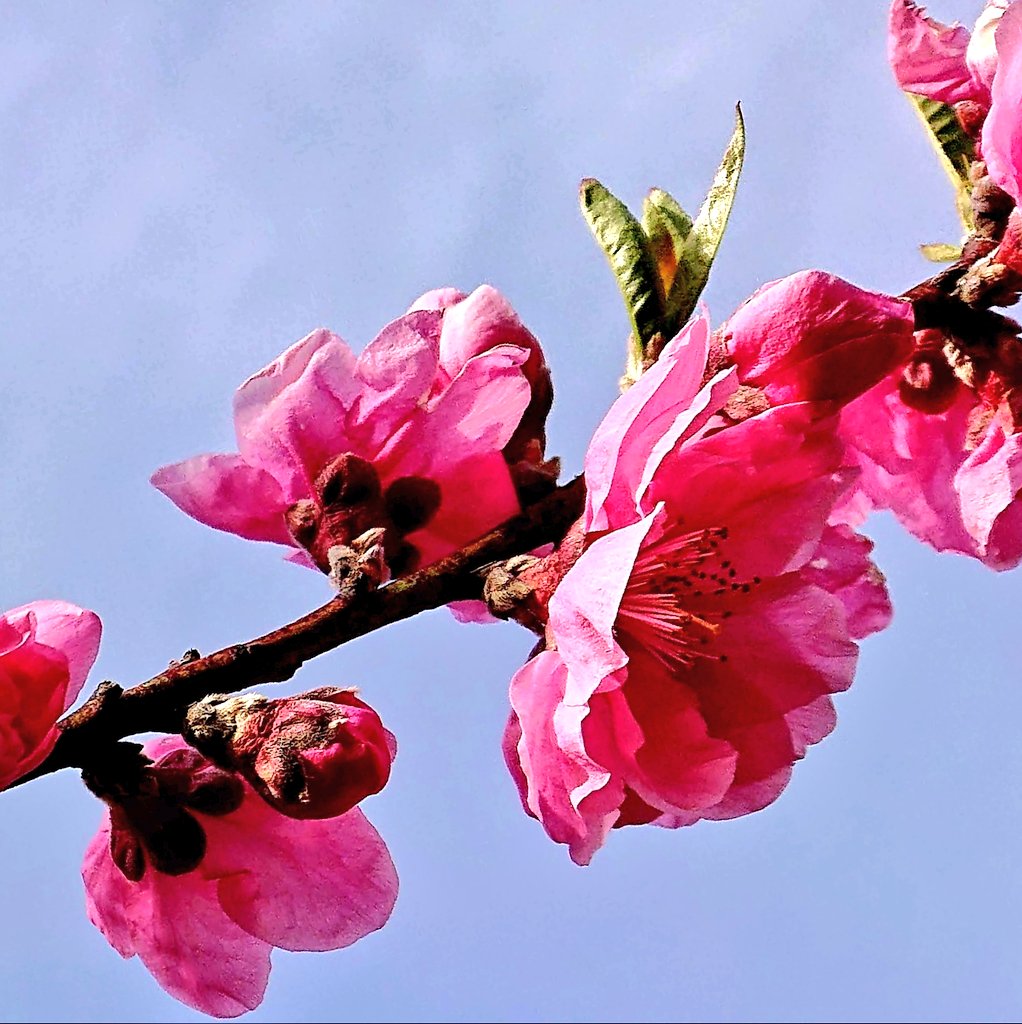 桜梅桃李 Twitter Search Twitter