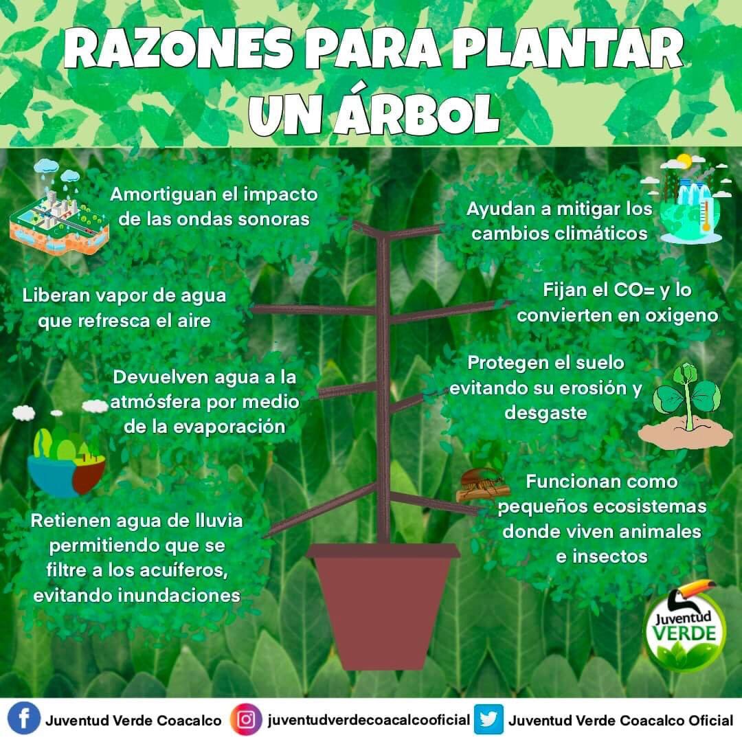 verde_juventud's tweet photo. Plantemos vida 🌳🌲

#JuventudVerde #Coaclaco #PlantemosVida #SabiasQue https://t.co/mooqKr7kAF