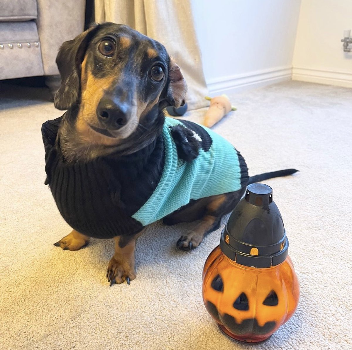 JenShepx's tweet image. #PLTpet @OfficialPLT my brother is pretty cute too 🥰