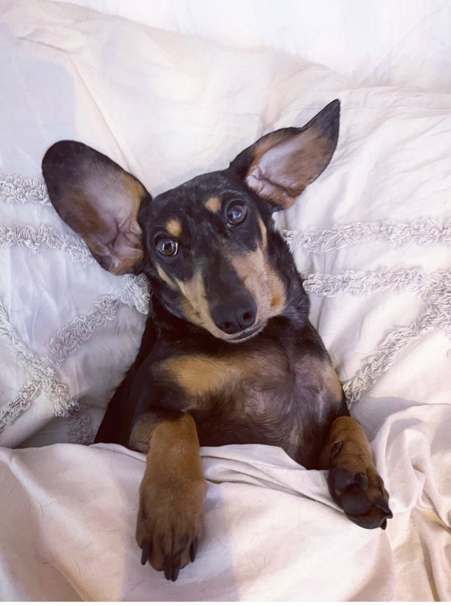 JenShepx's tweet image. #PLTpet @OfficialPLT my brother is pretty cute too 🥰