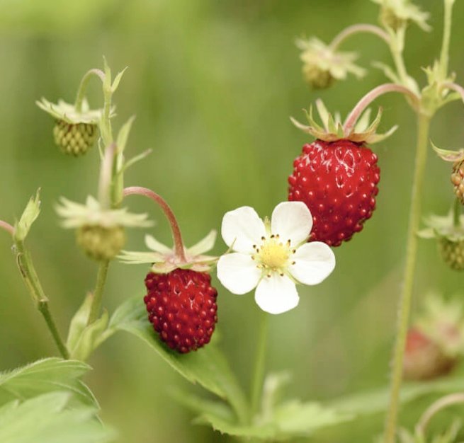 リーママ グッジョブマイライフ S Tweet おはようございます 3月29日の誕生花は ワイルドストロベリー 花言葉 は 尊重と愛情 幸福な家庭 無邪気 ツルが伸びてたくさんの愛らしい 小さな赤い実をつける様子に由来 私にとっては大切な花言葉