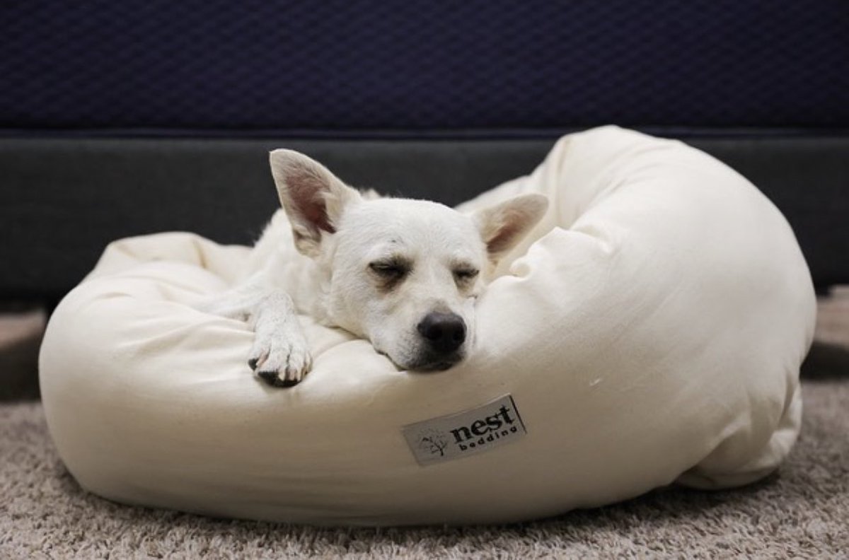 Bowie is literally all of us after this weekend! In all seriousness, we’re thrilled the Bolstered Pet Bed is his personal favorite 🐾
📸: <a href="/TheSlumberYard/">The Slumber Yard</a>