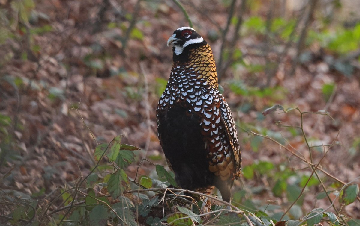 Reeves's Pheasant from Foret d'Hesdin, Pas-de-Calais on Friday evening. I am ashamed... 😀