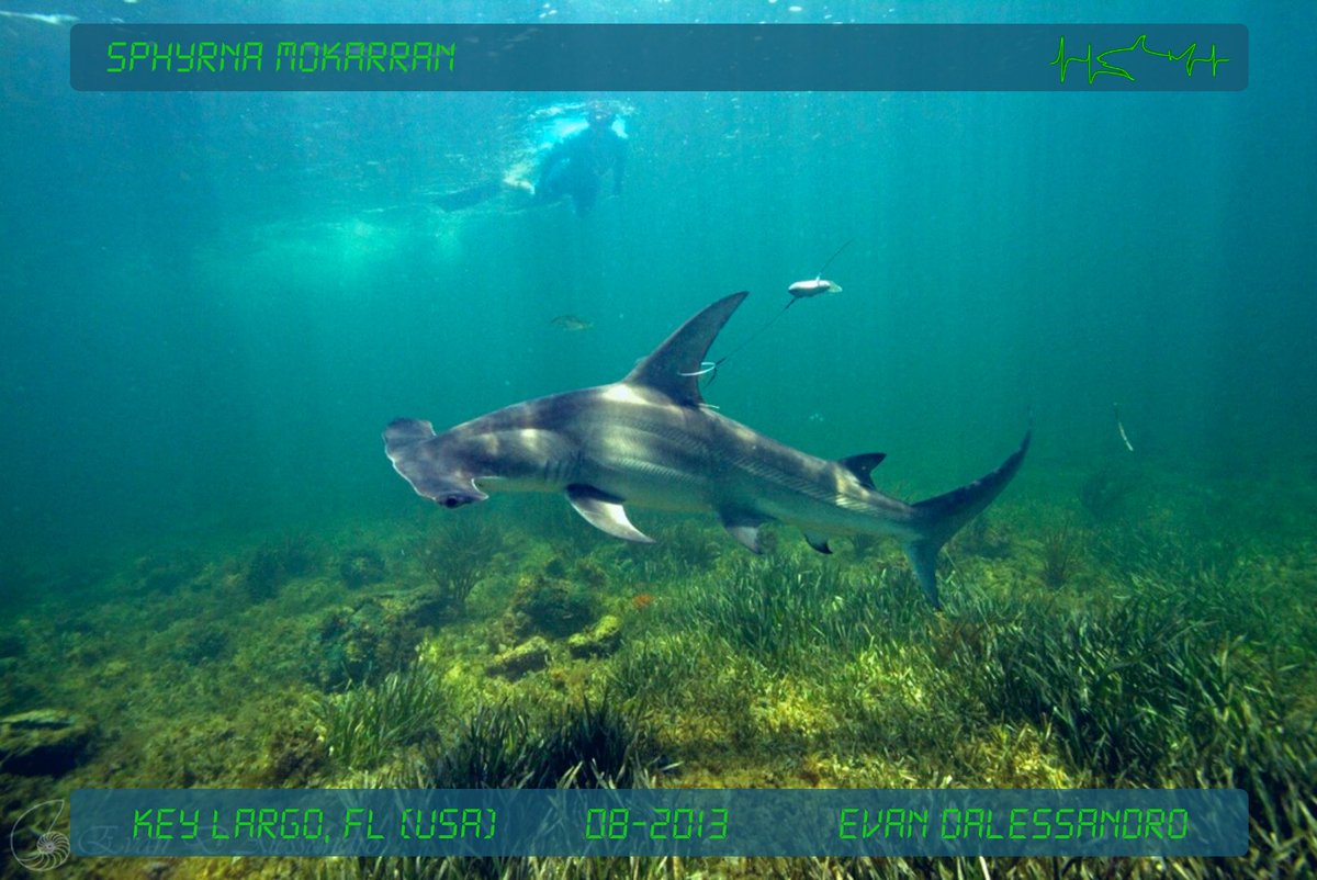 #sharkPulse Great Hammerhead (Sphyrna mokarran) photographed by Evan Dalessandro in August 2013 in Key Largo, FL! 📸

Globally, Great Hammerhead #sharks have a critically endangered IUCN Red List Status. If you have any shark #photos, submit them to our #database! 🦈