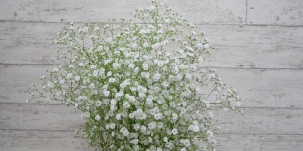 予祝花結人 千幸 Chiyuki8739 Twitter