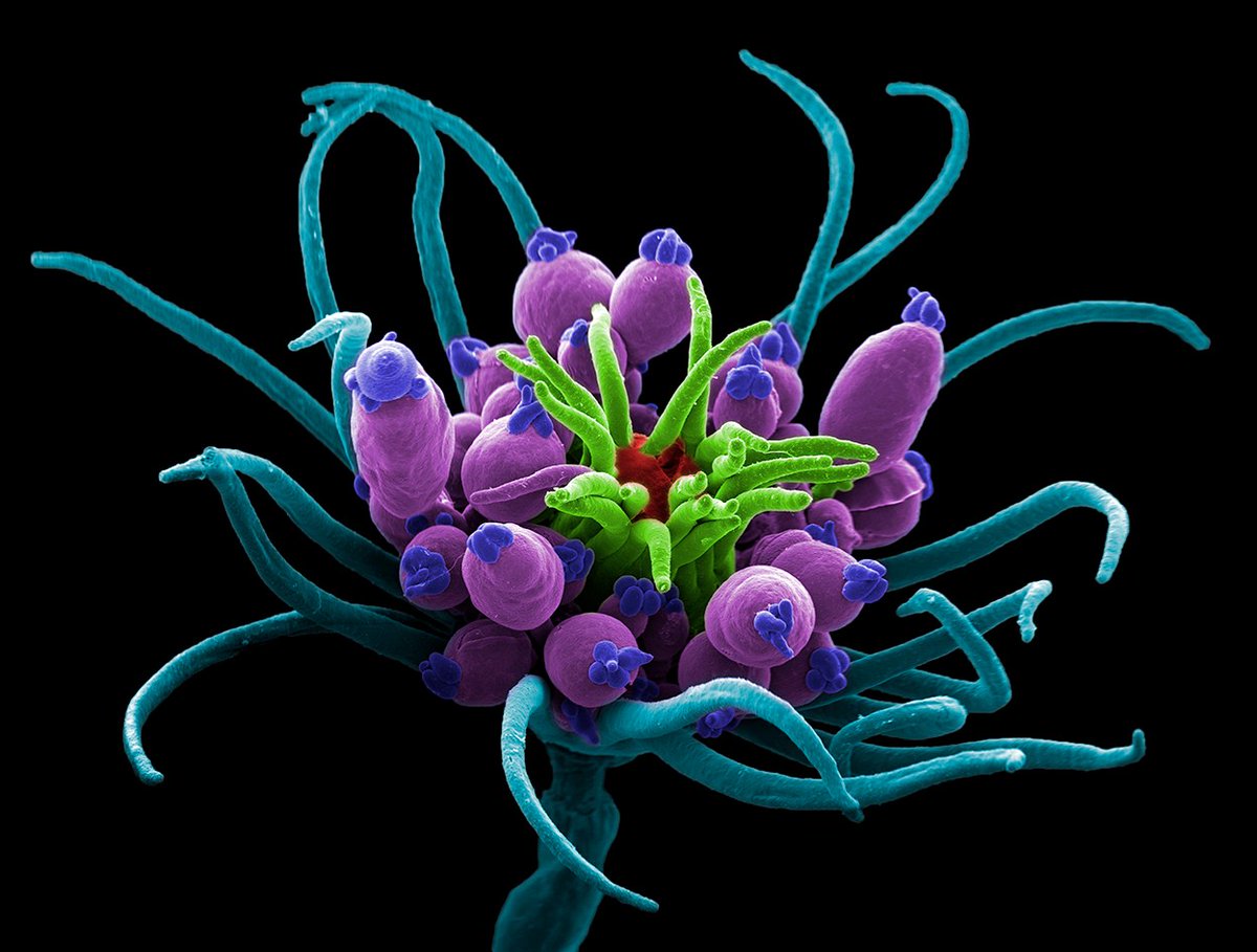 CaraSantaMaria's tweet photo. Appreciating the phenomena they study helps scientists to persevere in the face of setbacks.

#Science #Scientists #Beauty #Sciencework #MentalHealth #JobSatisfaction #STEAM 

https://t.co/fpSsLe1b8D via @Nature https://t.co/r2sgiw8i9h