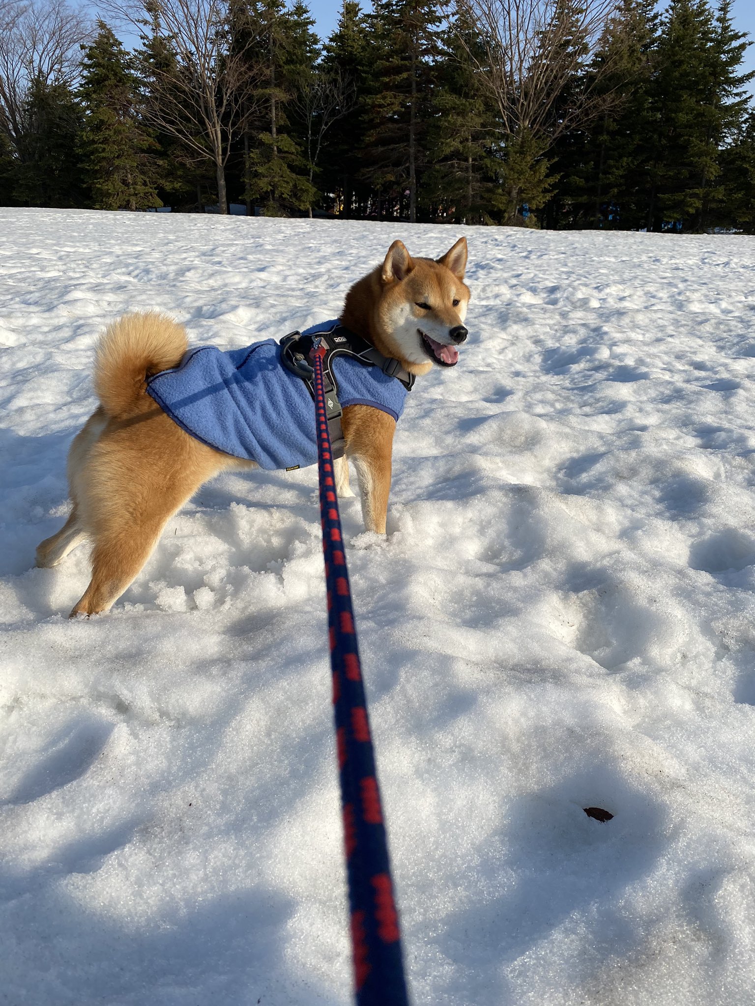 こむ犬 けん 8wpw5rcf9wcfjrq Twitter