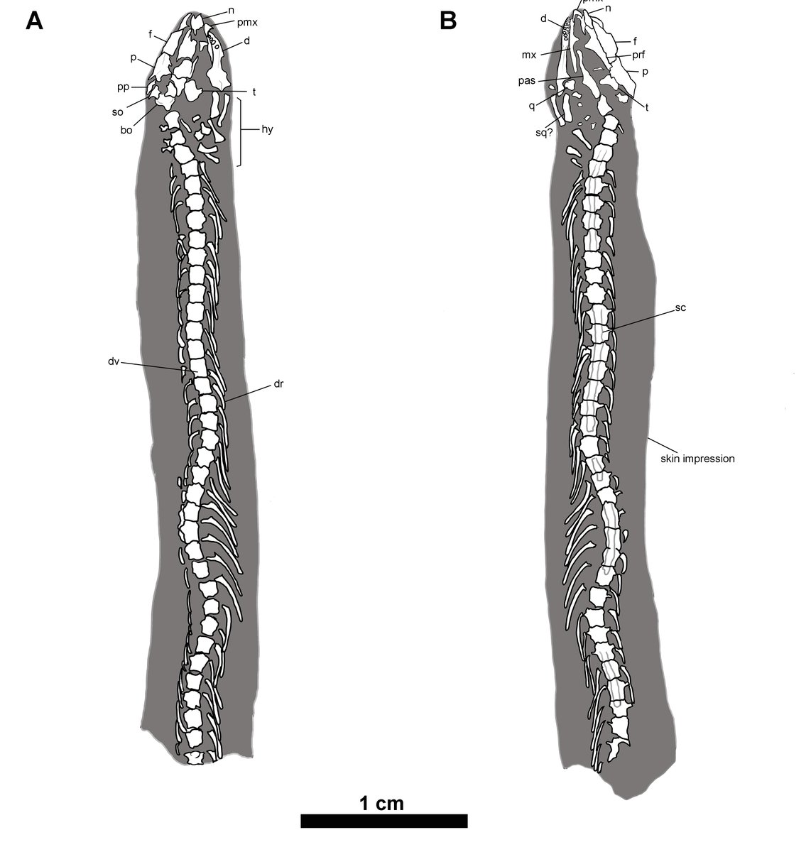 Dr. Arjan Mann (@mannarjan) on Twitter photo Introducing the world to the New Recumbirostran, Nagini mazonense, revealing oldest example of Snake-like Limb-loss in the fossil record of Amniotes! from the world famous Mazon Creek Lagerstatte, Illinois, USA! Reconstruction by <a href="/Paleoartologist/">Hank Sharpe</a>
nature.com/articles/s4155… Introducing the world to the New Recumbirostran, Nagini mazonense, revealing oldest example of Snake-like Limb-loss in the fossil record of Amniotes! from the world famous Mazon Creek Lagerstatte, Illinois, USA! Reconstruction by <a href="/Paleoartologist/">Hank Sharpe</a>
nature.com/articles/s4155…