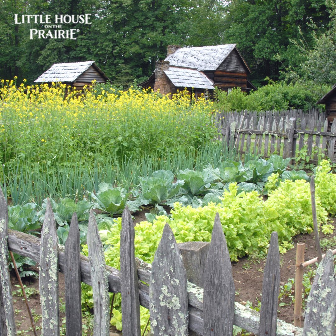 Do you remove weeds from your garden, or do you encourage them to grow? In pioneer times, even plants we know as weeds today were useful. Learn how to garden like a pioneer in our Pioneer Kitchen Gardens post. littlehouseontheprairie.com/pioneer-kitche…