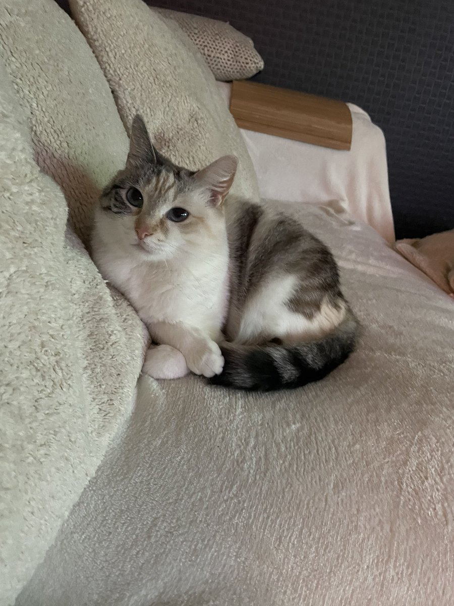 princess Lou tweet media