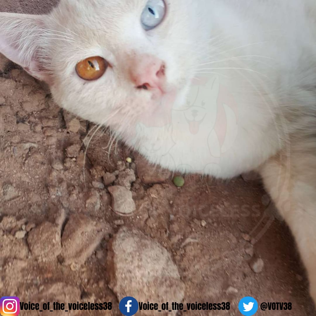 VOTV38's tweet photo. This earth was made for all beings not only human beings.
.
So be kind to every kind.π±
#VoiceOfTheVoiceless
#HpoeForAnimals
#SaveAnimalsFromExploitation https://t.co/SruN4S5z3B