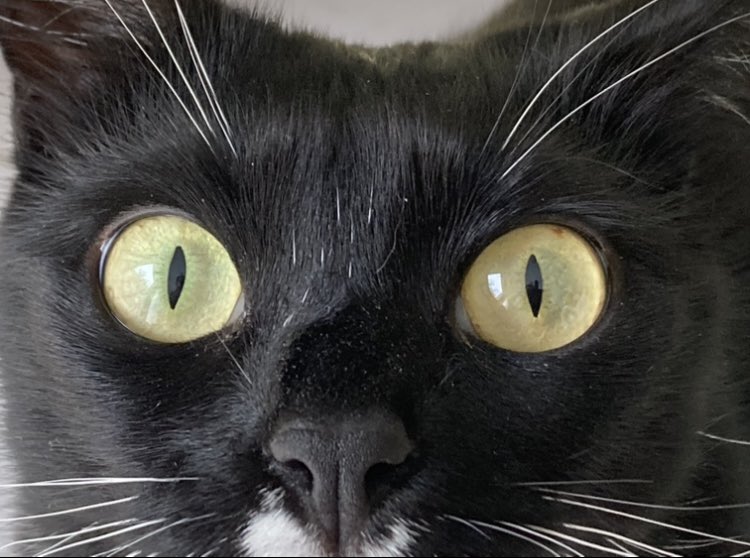 DapperGirlCat's tweet photo. Look into my eyes….👀#CatsofTwittter #CatsOnTwitter #ISpyWithMyLittleEye https://t.co/FUPpP28a2J